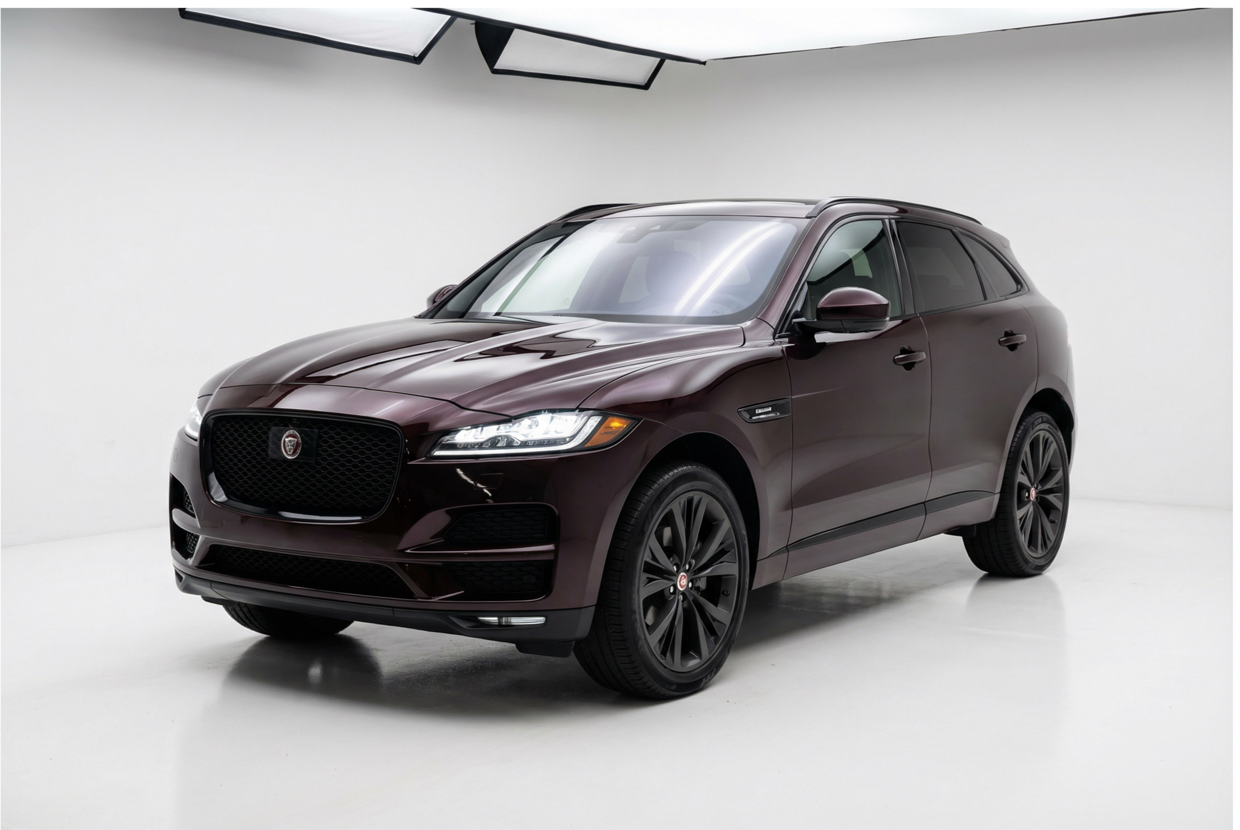 Jaguar Black Rose