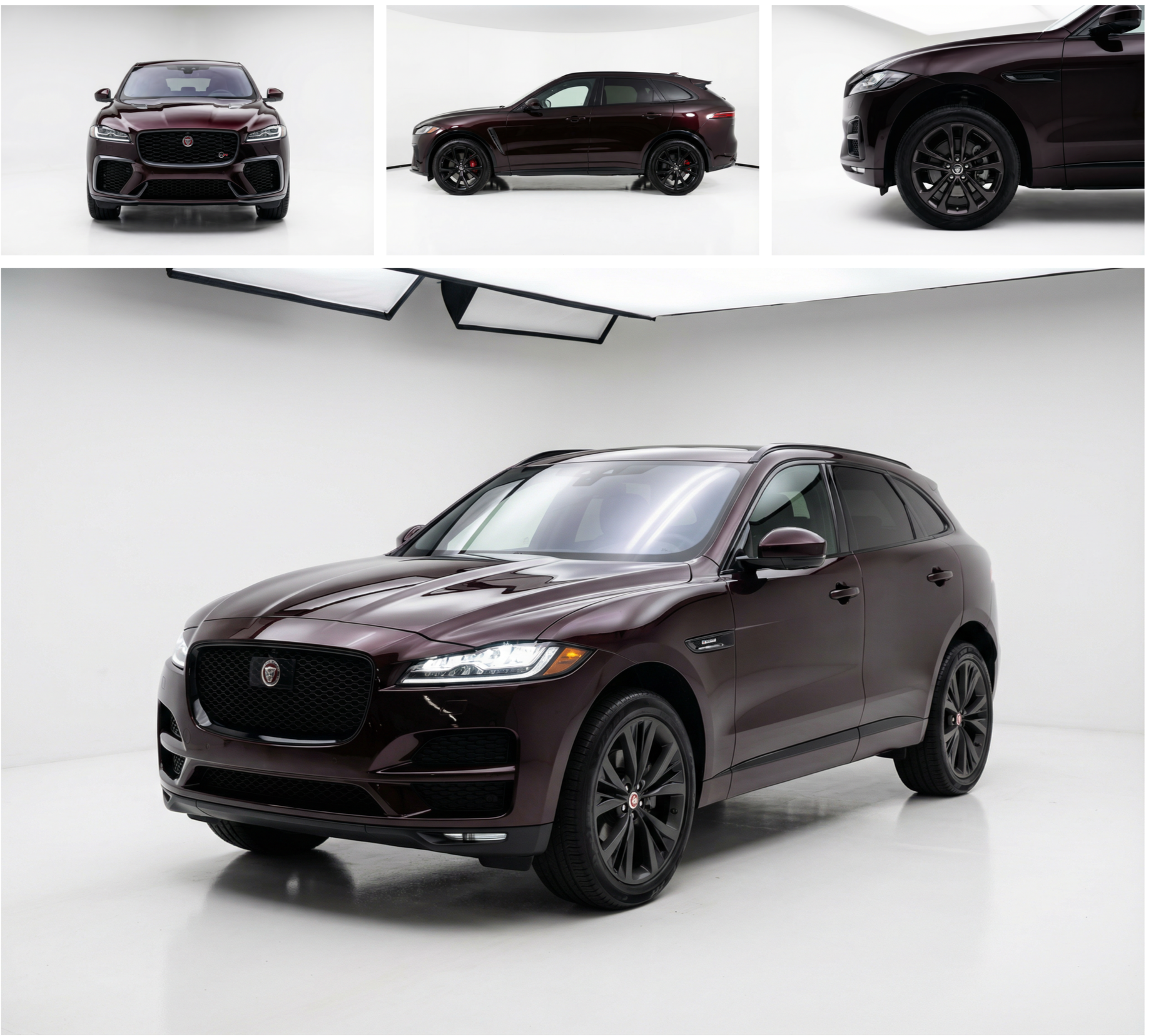 Jaguar Black Rose