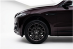 Jaguar Black Rose