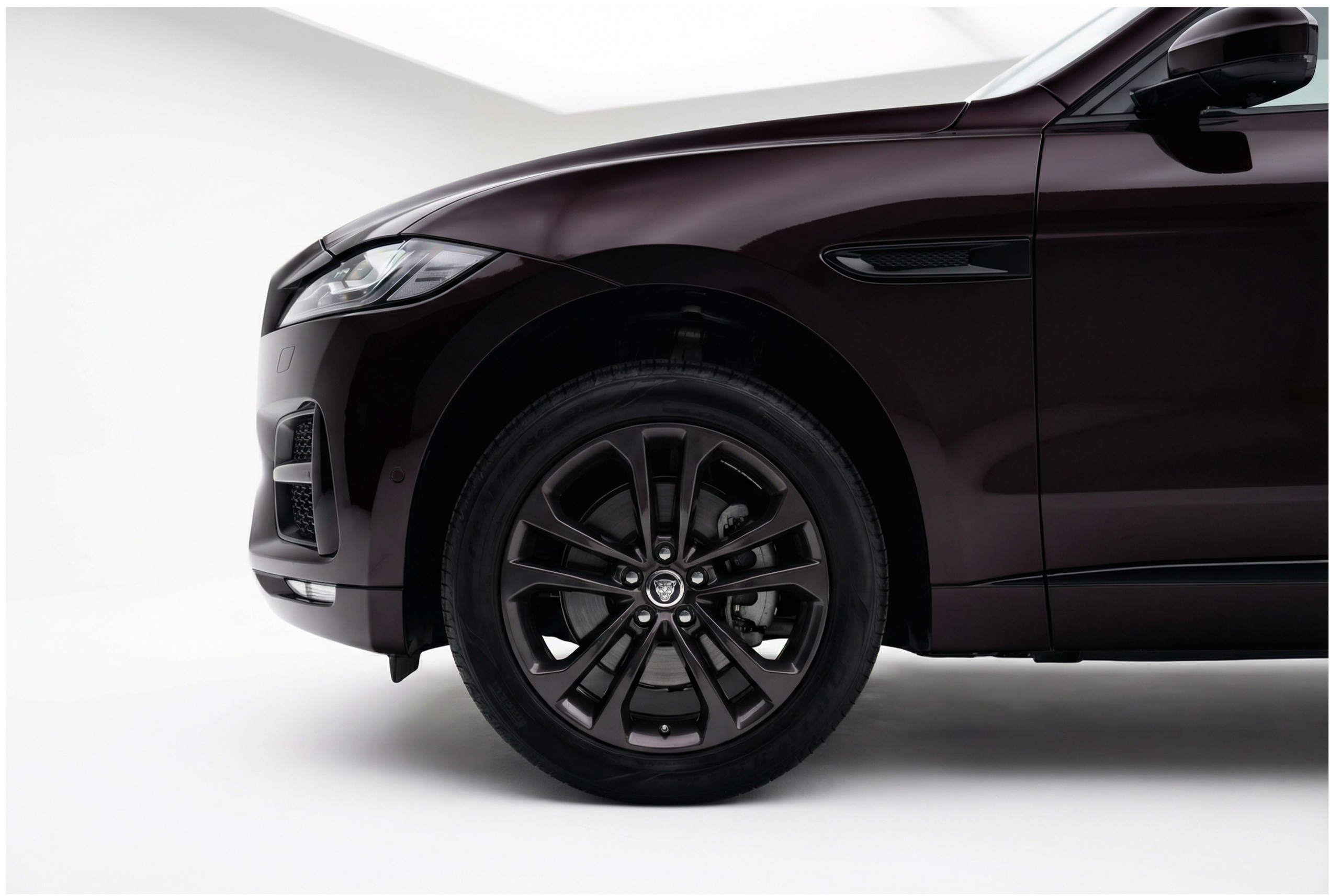 Jaguar Black Rose