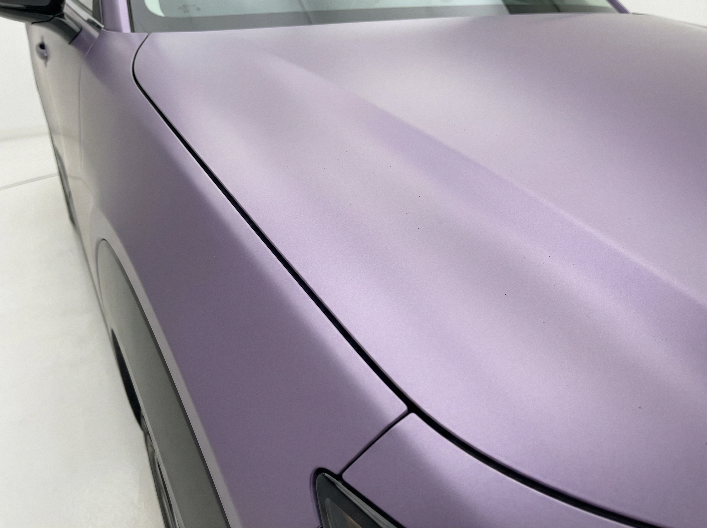 Victoria Purple